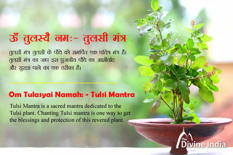 Sacred Tulsi Mantra: Meaning, Benefits, and Spiritual Significance