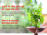 What to do when the Basil Plant dries up? What to do when the Basil Plant dries up?