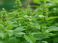 Which plant is auspicious to plant in the house? – Know the miraculous benefits of plants Which plant is auspicious to plant in the house? – Know the miraculous benefits of plants